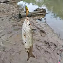 leurres de pêche 5 pcs
